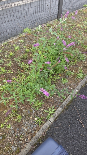 Butterfly bush