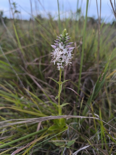 Coutoubea spicata observed 2026-09-12