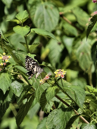 Lime Swallowtail
