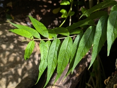 Buddleja asiatica