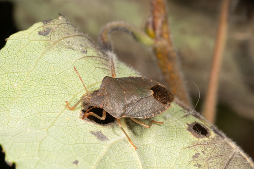 Green Shield Bug