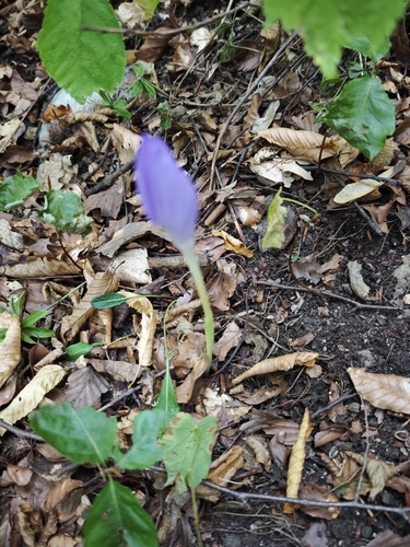 Byzantine Crocus