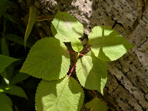 Pipturus albidus, photograph 5