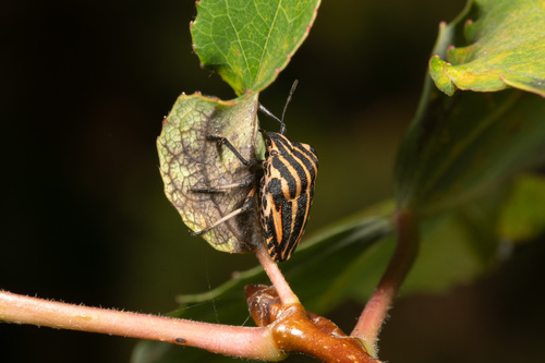 European Striped Shield Bug