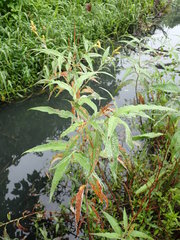 Persicaria lapathifolia lanata