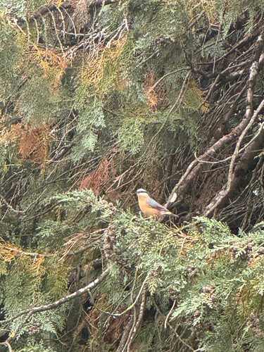 Eurasian Nuthatch