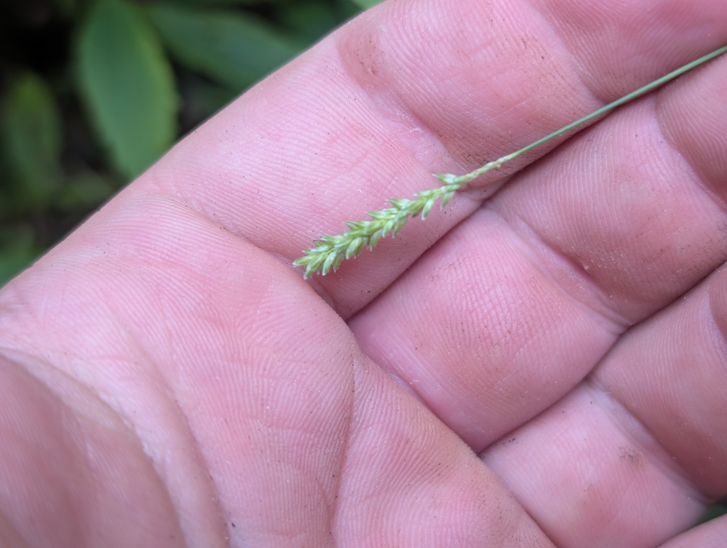 Sacciolepis indica; photograph author not stated, no rights reserved