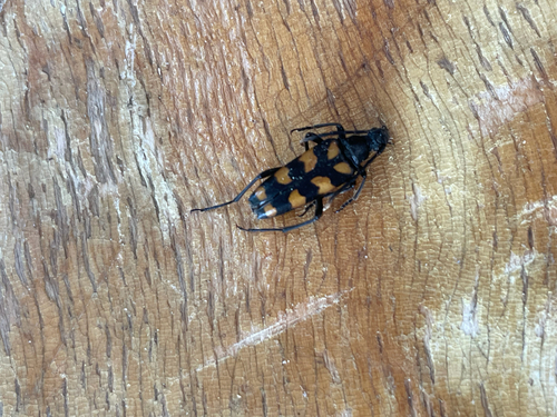 four-banded longhorn beetle