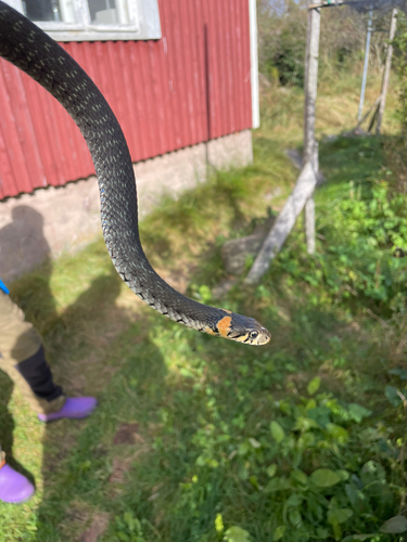 grass snake