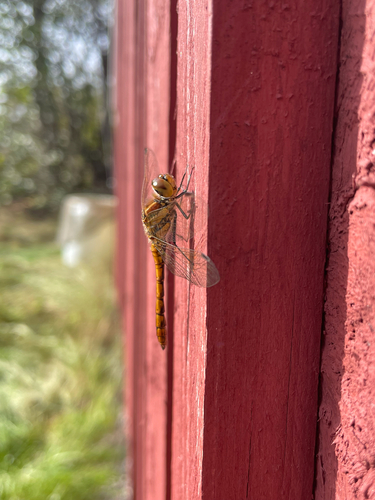 Vagrant Darter