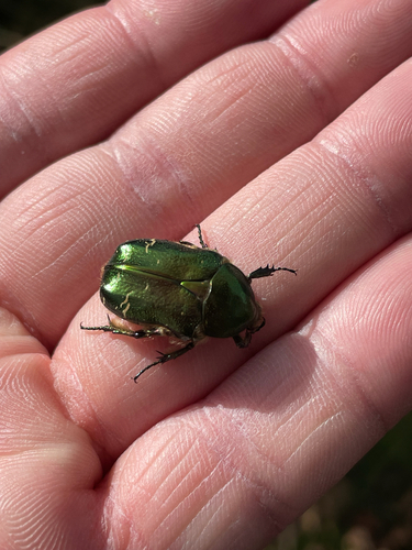 European Rose Chafer