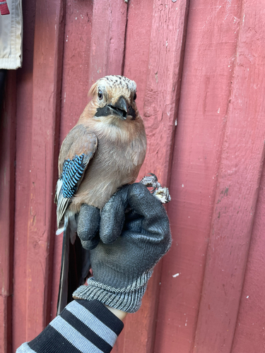 Eurasian Jay