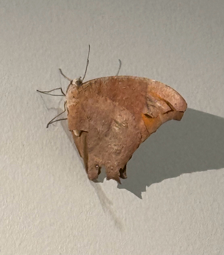 Common Evening Brown