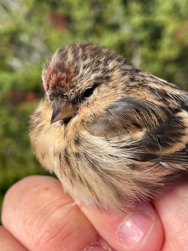 Redpoll
