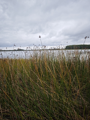 Schoenoplectus lacustris, photograph 3