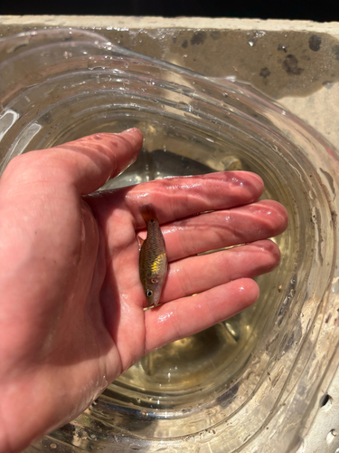 Oxleyan Pygmy Perch