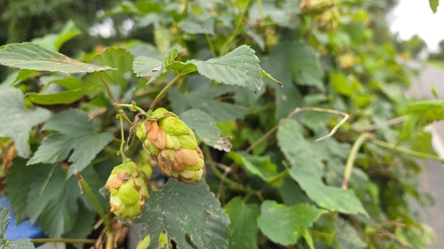common hops