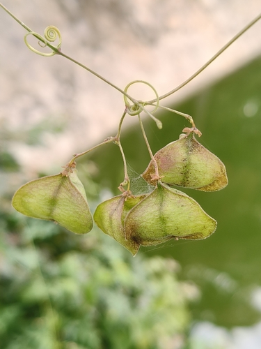 Cardiospermum halicacabum, photograph 2
