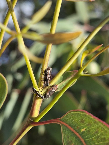 Eurymeloides bicincta observed 2026-09-21