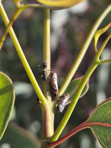 Eurymeloides bicincta observed 2026-09-21