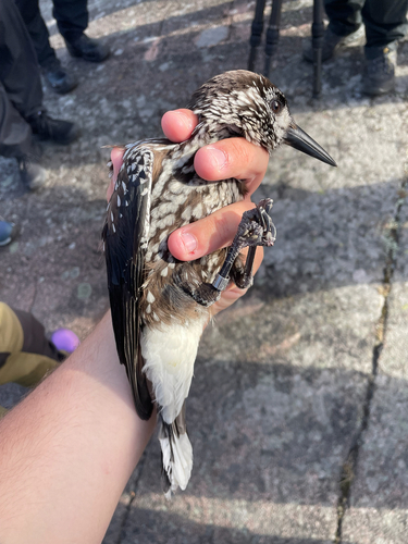 Northern Nutcracker