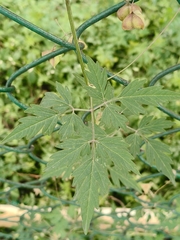 Cardiospermum halicacabum, photograph author not stated, no rights reserved