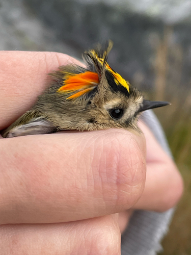 Goldcrest