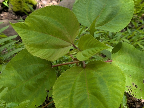 Pipturus albidus, photograph 4