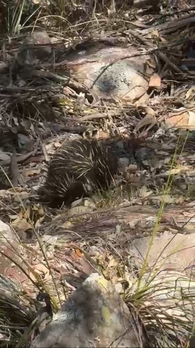 Eastern Short-beaked Echidna