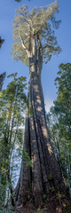 Eucalyptus tasmaniensis