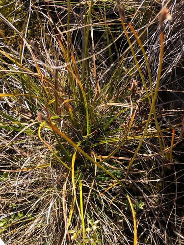 Carex devia (Carex devia)