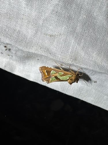 Green-blotched Moth