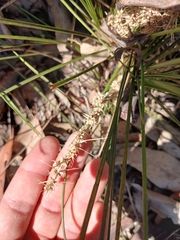 Lomandra confertifolia