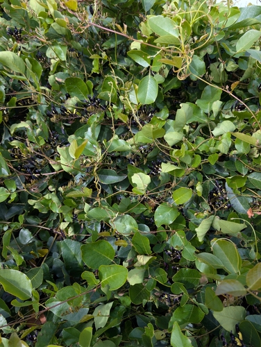 Kennedia nigricans, photograph 3