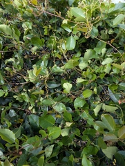 Kennedia nigricans, photograph author not stated, no rights reserved