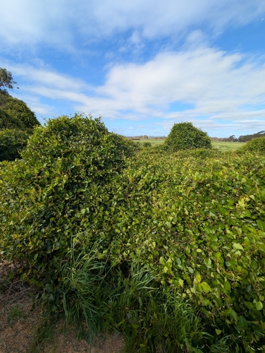 Kennedia nigricans, photograph 4
