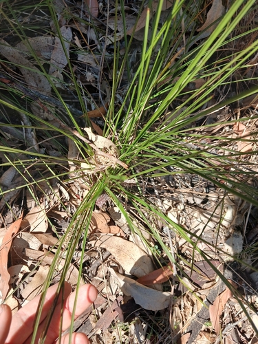Lomandra confertifolia, photograph 2