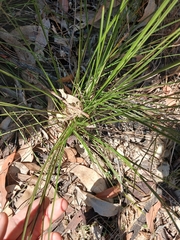 Lomandra confertifolia, photograph author not stated, no rights reserved
