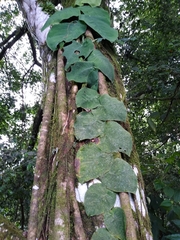 Monstera dubia