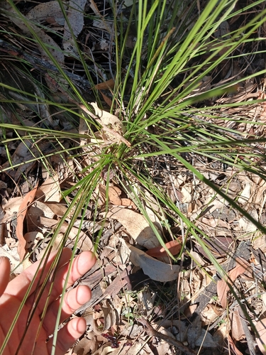 Lomandra confertifolia, photograph 3