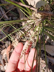 Lomandra confertifolia, photograph author not stated, no rights reserved