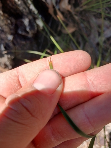 Lomandra confertifolia, photograph 5