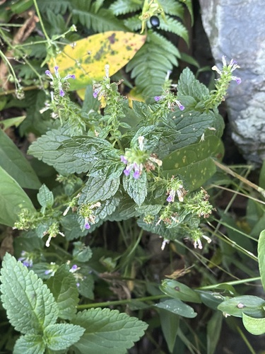 Teucrium viscidum observed 2026-09-21