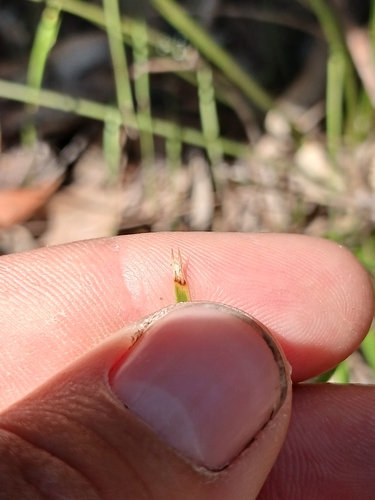 Lomandra confertifolia, photograph 6
