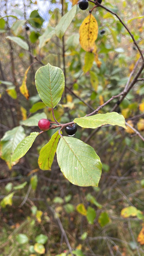 alder buckthorn