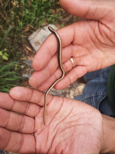 Common Slowworm