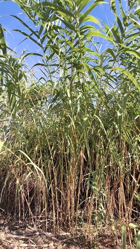 giant reed