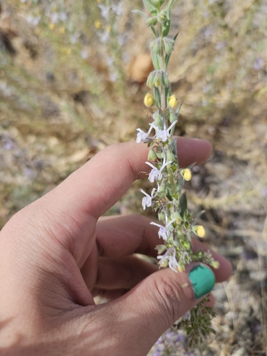 Trichostema lanceolatum, photograph 3
