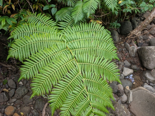 Cibotium chamissoi observed 2026-09-20