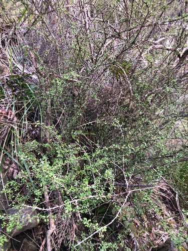 Olearia virgata observed 2026-09-20